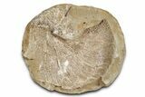 Pink Champagne Ammonite (Hoploscaphities) Fossil (Pos/Neg) - SD #336261-2
